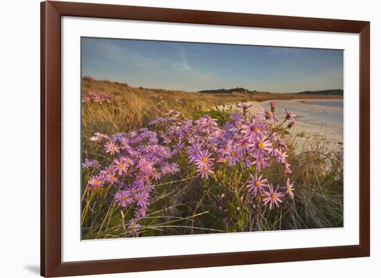 Sea Asters (Tripolium pannonicum) in flower in spring in dunes in Pentle Bay-Nigel Hicks-Framed Photographic Print