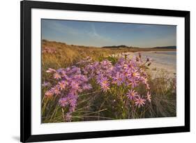Sea Asters (Tripolium pannonicum) in flower in spring in dunes in Pentle Bay-Nigel Hicks-Framed Photographic Print