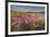 Sea Asters (Tripolium pannonicum) in flower in spring in dunes in Pentle Bay-Nigel Hicks-Framed Photographic Print