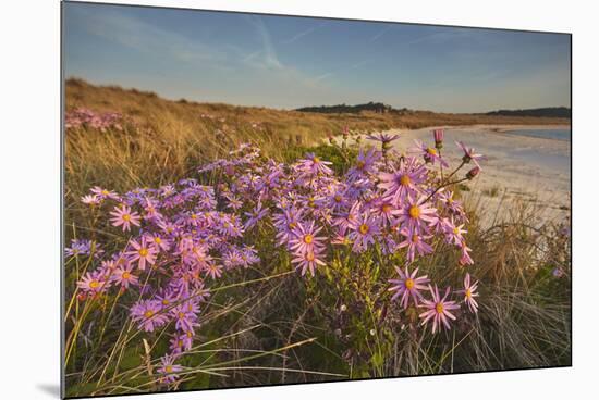 Sea Asters (Tripolium pannonicum) in flower in spring in dunes in Pentle Bay-Nigel Hicks-Mounted Photographic Print