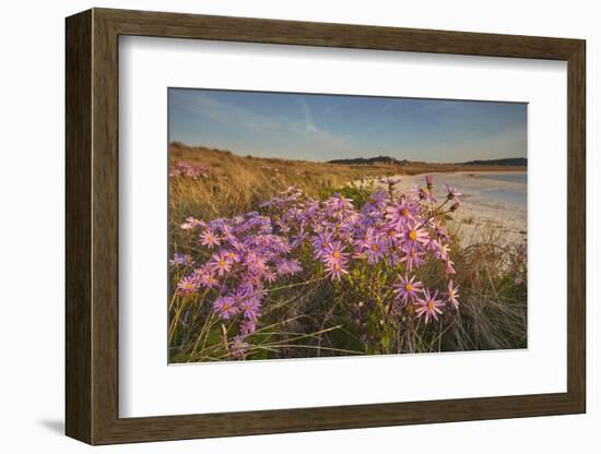 Sea Asters (Tripolium pannonicum) in flower in spring in dunes in Pentle Bay-Nigel Hicks-Framed Photographic Print