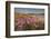 Sea Asters (Tripolium pannonicum) in flower in spring in dunes in Pentle Bay-Nigel Hicks-Framed Photographic Print