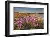 Sea Asters (Tripolium pannonicum) in flower in spring in dunes in Pentle Bay-Nigel Hicks-Framed Photographic Print