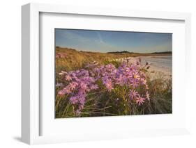 Sea Asters (Tripolium pannonicum) in flower in spring in dunes in Pentle Bay-Nigel Hicks-Framed Photographic Print