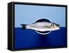 Sea Bass in a Bowl-Luzia Ellert-Framed Stretched Canvas