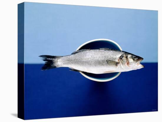 Sea Bass in a Bowl-Luzia Ellert-Stretched Canvas