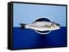 Sea Bass in a Bowl-Luzia Ellert-Framed Stretched Canvas