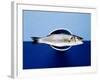 Sea Bass in a Bowl-Luzia Ellert-Framed Photographic Print