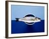 Sea Bass in a Bowl-Luzia Ellert-Framed Photographic Print