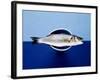 Sea Bass in a Bowl-Luzia Ellert-Framed Photographic Print