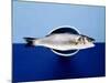 Sea Bass in a Bowl-Luzia Ellert-Mounted Photographic Print