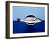 Sea Bass in a Bowl-Luzia Ellert-Framed Photographic Print