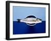 Sea Bass in a Bowl-Luzia Ellert-Framed Photographic Print