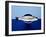 Sea Bass in a Bowl-Luzia Ellert-Framed Photographic Print