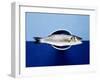 Sea Bass in a Bowl-Luzia Ellert-Framed Photographic Print