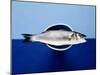 Sea Bass in a Bowl-Luzia Ellert-Mounted Photographic Print