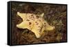 Sea Bat with Spiny Brittle Stars-Hal Beral-Framed Stretched Canvas