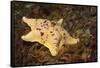 Sea Bat with Spiny Brittle Stars-Hal Beral-Framed Stretched Canvas