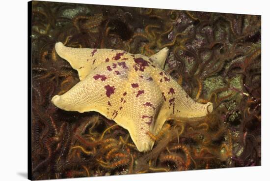 Sea Bat with Spiny Brittle Stars-Hal Beral-Stretched Canvas