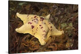 Sea Bat with Spiny Brittle Stars-Hal Beral-Stretched Canvas