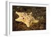 Sea Bat with Spiny Brittle Stars-Hal Beral-Framed Photographic Print