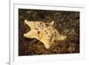 Sea Bat with Spiny Brittle Stars-Hal Beral-Framed Photographic Print