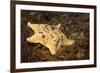 Sea Bat with Spiny Brittle Stars-Hal Beral-Framed Photographic Print