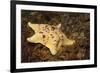 Sea Bat with Spiny Brittle Stars-Hal Beral-Framed Photographic Print