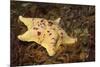 Sea Bat with Spiny Brittle Stars-Hal Beral-Mounted Photographic Print