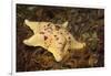 Sea Bat with Spiny Brittle Stars-Hal Beral-Framed Photographic Print
