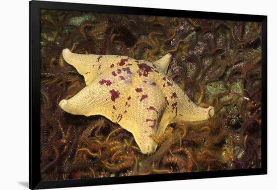 Sea Bat with Spiny Brittle Stars-Hal Beral-Framed Photographic Print