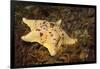 Sea Bat with Spiny Brittle Stars-Hal Beral-Framed Photographic Print