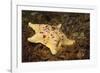 Sea Bat with Spiny Brittle Stars-Hal Beral-Framed Photographic Print
