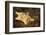 Sea Bat with Spiny Brittle Stars-Hal Beral-Framed Photographic Print