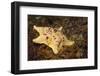 Sea Bat with Spiny Brittle Stars-Hal Beral-Framed Photographic Print