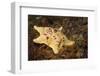 Sea Bat with Spiny Brittle Stars-Hal Beral-Framed Photographic Print