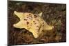 Sea Bat with Spiny Brittle Stars-Hal Beral-Mounted Photographic Print