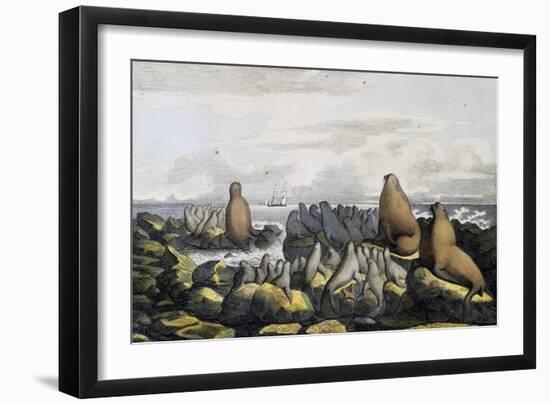 Sea Bears from Saint Paul Island-null-Framed Giclee Print