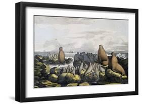 Sea Bears from Saint Paul Island-null-Framed Giclee Print