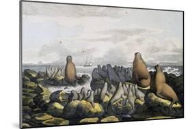 Sea Bears from Saint Paul Island-null-Mounted Giclee Print