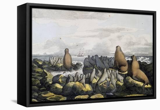 Sea Bears from Saint Paul Island-null-Framed Stretched Canvas