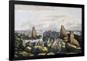Sea Bears from Saint Paul Island-null-Framed Giclee Print