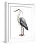 Sea Bird I-Grace Popp-Framed Premium Giclee Print