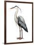 Sea Bird I-Grace Popp-Framed Art Print