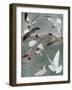 Sea Birds, 1913-Louis Agassiz Fuertes-Framed Giclee Print