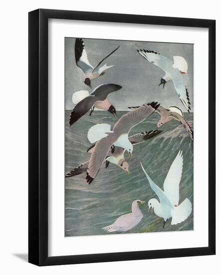 Sea Birds, 1913-Louis Agassiz Fuertes-Framed Giclee Print