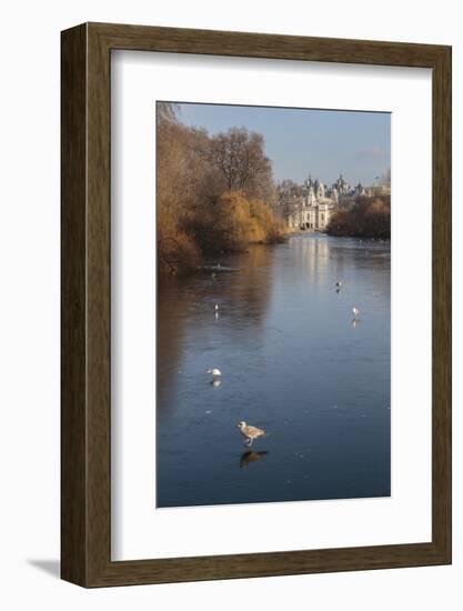Sea Birds (Gulls) on Ice Covered Frozen Lake with Westminster Backdrop in Winter-Eleanor Scriven-Framed Photographic Print