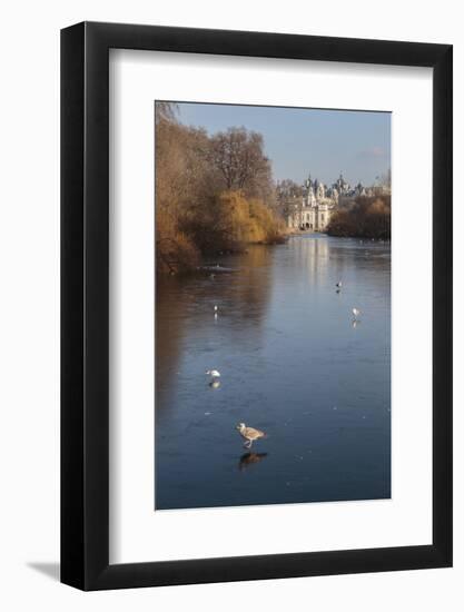 Sea Birds (Gulls) on Ice Covered Frozen Lake with Westminster Backdrop in Winter-Eleanor Scriven-Framed Photographic Print