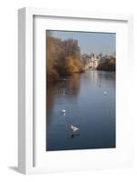 Sea Birds (Gulls) on Ice Covered Frozen Lake with Westminster Backdrop in Winter-Eleanor Scriven-Framed Photographic Print