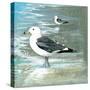 Sea Birds I-Gregory Gorham-Stretched Canvas